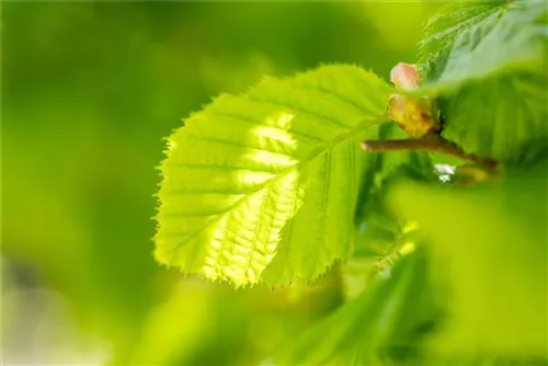 Waldhasel - Corylus avellana - Wildgehölze