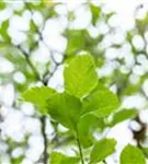 Apfeldorn - Crataegus lavallei 'Carrierei'