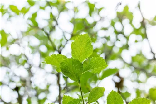 Apfeldorn - Crataegus lavallei 'Carrierei'