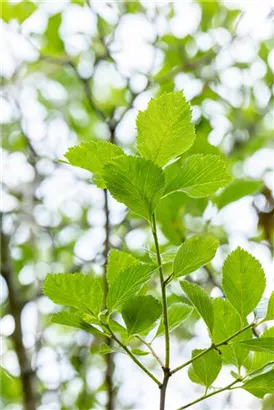 Apfeldorn - Crataegus lavallei 'Carrierei'