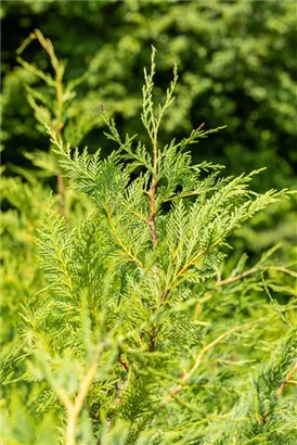 Leyland-Zypresse - Cupressocyparis leylandii - Formgehölze