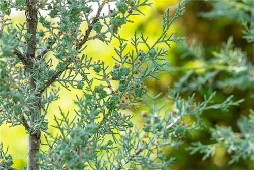 Säulen-Arizona-Zypresse - Cupressus arizonica 'Fastigiata'