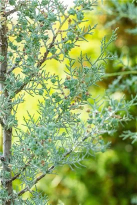 Säulen-Arizona-Zypresse - Cupressus arizonica 'Fastigiata'