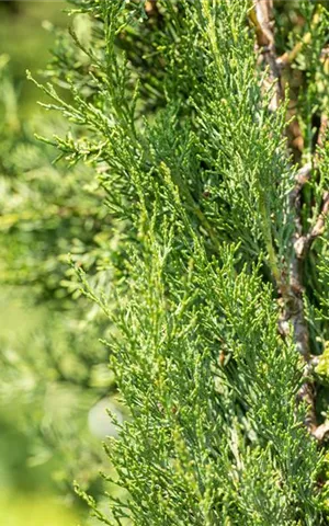 Cupressus sempervirens 'Pyramidalis' - Mediterranes