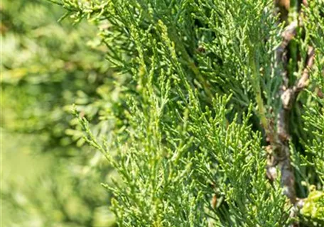 Cupressus sempervirens 'Pyramidalis' - Mediterranes - Echte Säulenzypresse