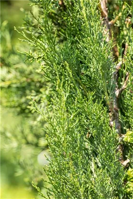 Echte Säulenzypresse - Cupressus sempervirens 'Pyramidalis' - Mediterranes