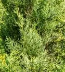 Echte Säulenzypresse - Cupressus sempervirens 'Pyramidalis' - Mediterranes