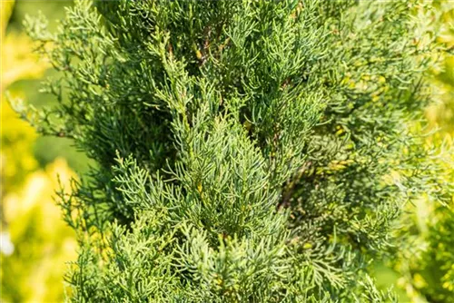 Echte Säulenzypresse - Cupressus sempervirens 'Pyramidalis' - Mediterranes