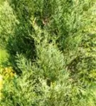 Echte Säulenzypresse - Cupressus sempervirens 'Pyramidalis' - Mediterranes