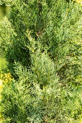 Echte Säulenzypresse - Cupressus sempervirens 'Pyramidalis' - Mediterranes