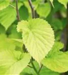 Taschentuchbaum - Davidia involucrata