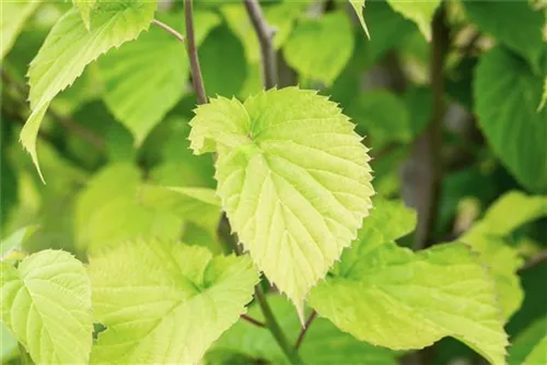 Taschentuchbaum - Davidia involucrata