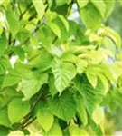 Taschentuchbaum - Davidia involucrata