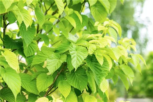 Taschentuchbaum - Davidia involucrata