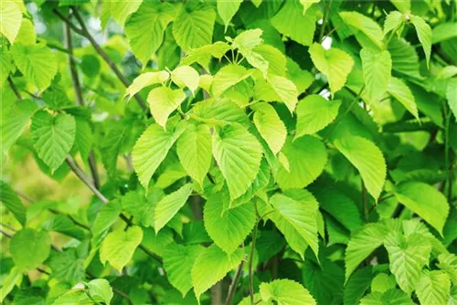 Taschentuchbaum - Davidia involucrata