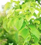 Taschentuchbaum - Davidia involucrata