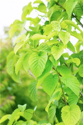 Taschentuchbaum - Davidia involucrata