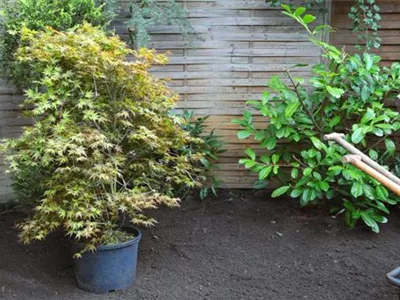 Fächer-Ahorn - Einpflanzen im Garten