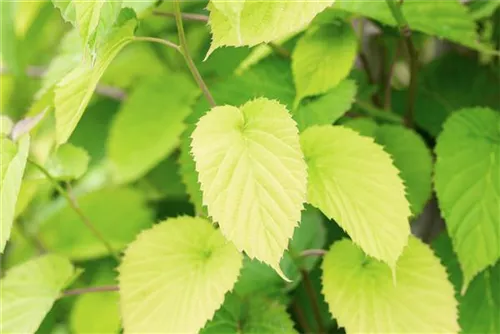 Taschentuchbaum - Davidia involucrata