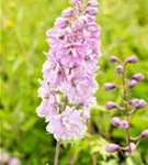 Pacific-Garten-Rittersporn - Delphinium Pacific 'Astolat'