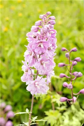 Pacific-Garten-Rittersporn - Delphinium Pacific 'Astolat'