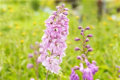 Pacific-Garten-Rittersporn - Delphinium Pacific 'Astolat'