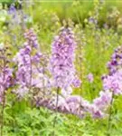 Pacific-Garten-Rittersporn - Delphinium Pacific 'Astolat'