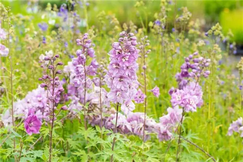 Pacific-Garten-Rittersporn - Delphinium Pacific 'Astolat'