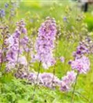 Pacific-Garten-Rittersporn - Delphinium Pacific 'Astolat'