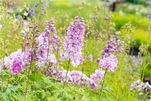 Pacific-Garten-Rittersporn - Delphinium Pacific 'Astolat'