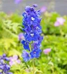 Pacific-Garten-Rittersporn - Delphinium Pacific 'Blue Bird'