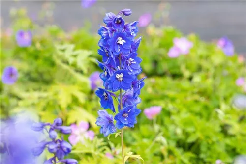 Pacific-Garten-Rittersporn - Delphinium Pacific 'Blue Bird'