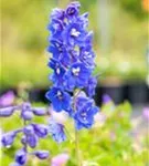 Pacific-Garten-Rittersporn - Delphinium Pacific 'Blue Bird'