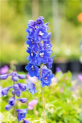 Pacific-Garten-Rittersporn - Delphinium Pacific 'Blue Bird'