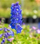 Pacific-Garten-Rittersporn - Delphinium Pacific 'Blue Bird'