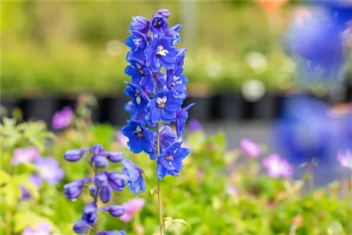 Pacific-Garten-Rittersporn - Delphinium Pacific 'Blue Bird'