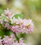 Rosa Sternchenstrauch 'Codsall Pink' - Deutzia scabra 'Codsall Pink'