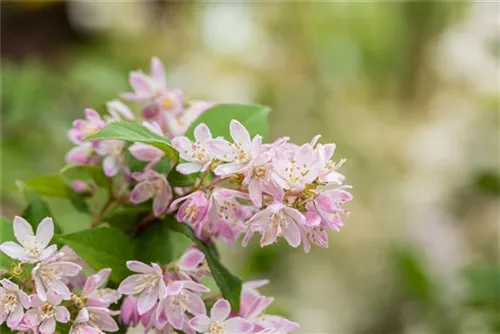 Rosa Sternchenstrauch 'Codsall Pink' - Deutzia scabra 'Codsall Pink'