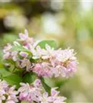 Rosa Sternchenstrauch 'Codsall Pink' - Deutzia scabra 'Codsall Pink'