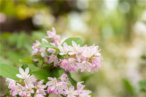 Rosa Sternchenstrauch 'Codsall Pink' - Deutzia scabra 'Codsall Pink'