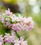 Rosa Sternchenstrauch 'Codsall Pink' - Deutzia scabra 'Codsall Pink'