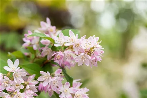 Rosa Sternchenstrauch 'Codsall Pink' - Deutzia scabra 'Codsall Pink'