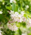 Rosa Sternchenstrauch 'Codsall Pink' - Deutzia scabra 'Codsall Pink'