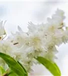 Gefüllter Sternchenstrauch - Deutzia scabra 'Plena'