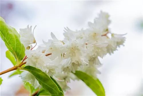 Gefüllter Sternchenstrauch - Deutzia scabra 'Plena'