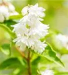 Gefüllter Sternchenstrauch - Deutzia scabra 'Plena'