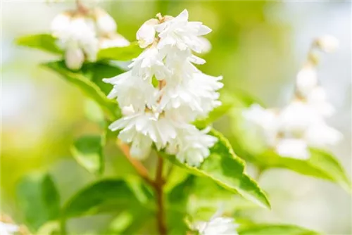 Gefüllter Sternchenstrauch - Deutzia scabra 'Plena'