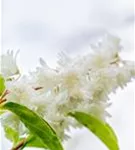 Gefüllter Sternchenstrauch - Deutzia scabra 'Plena'