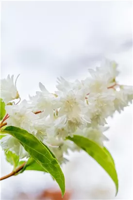 Gefüllter Sternchenstrauch - Deutzia scabra 'Plena'