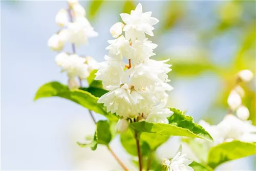 Gefüllter Sternchenstrauch - Deutzia scabra 'Plena'